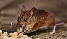 integrated-pest-management-ipm Experts in Jackson State University